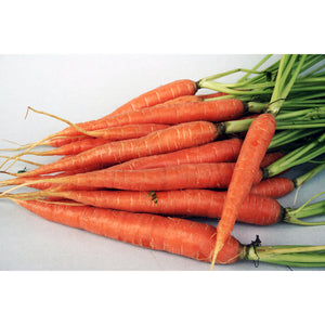 Carrots - Dutch Bunch