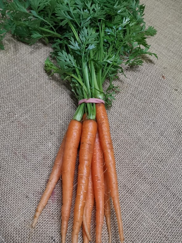 Carrots - Dutch Bunch