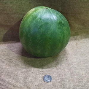 Watermelon - Small