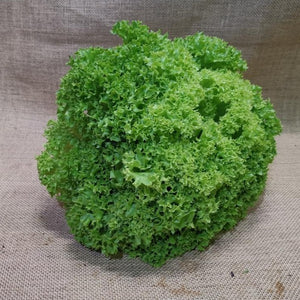 Lettuce - Green Coral