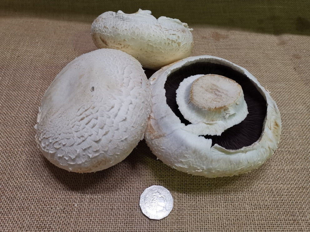 Mushrooms - Extra Large