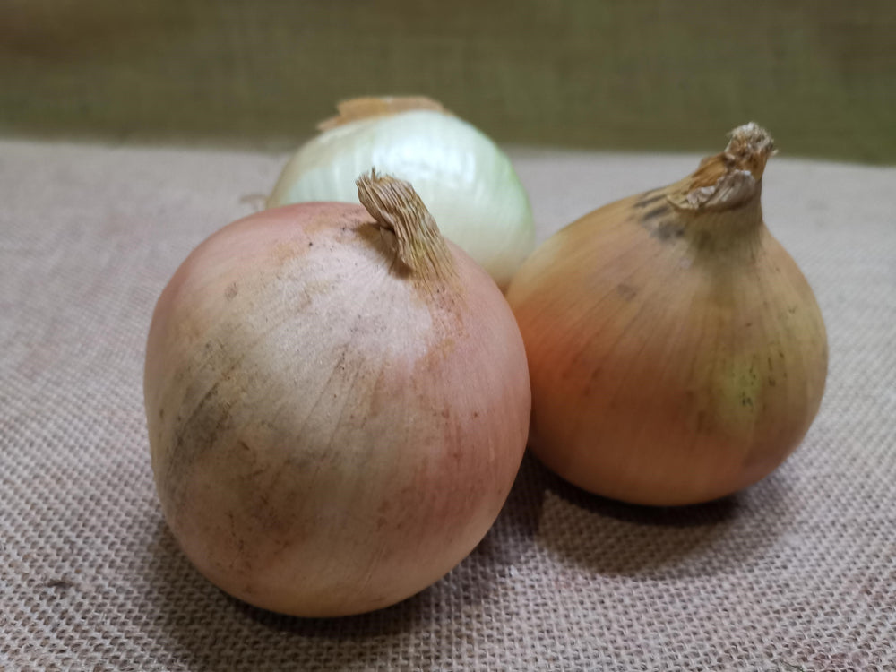 Onions - Brown - Large