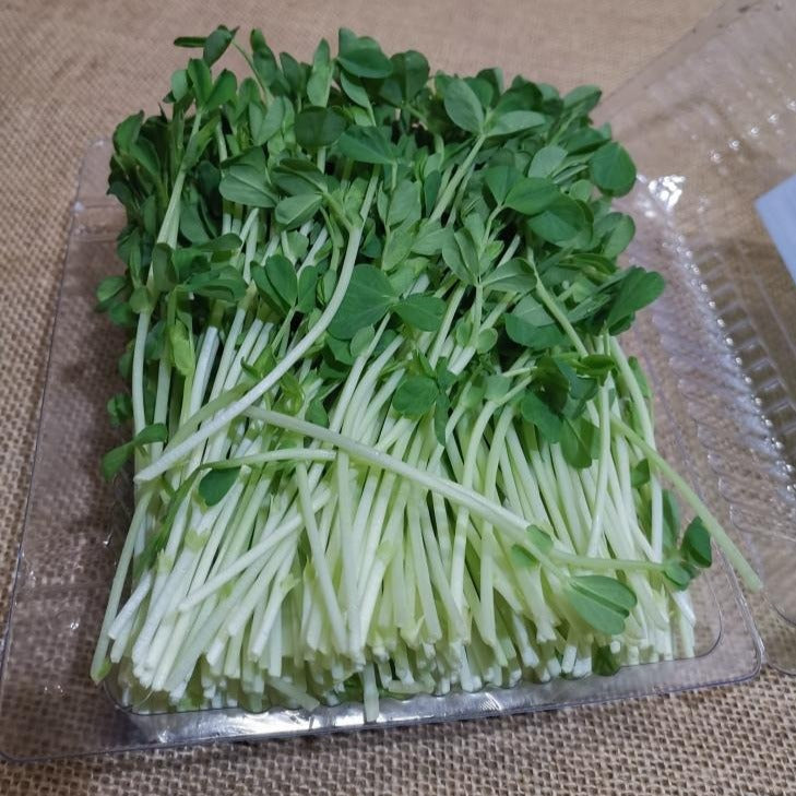 Snow Pea - Sprout