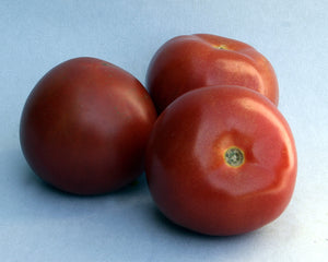 Tomatoes - Gourmet - Medium