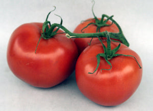 Tomatoes - Truss